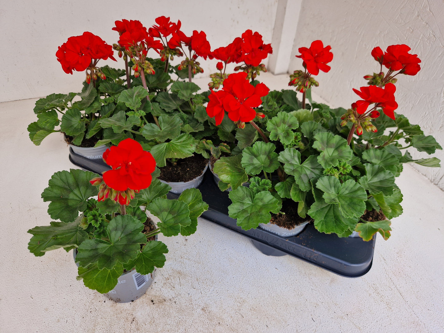 Pelargonium zon. Pelfi Tango Dark Red 25cm 510cm Pot