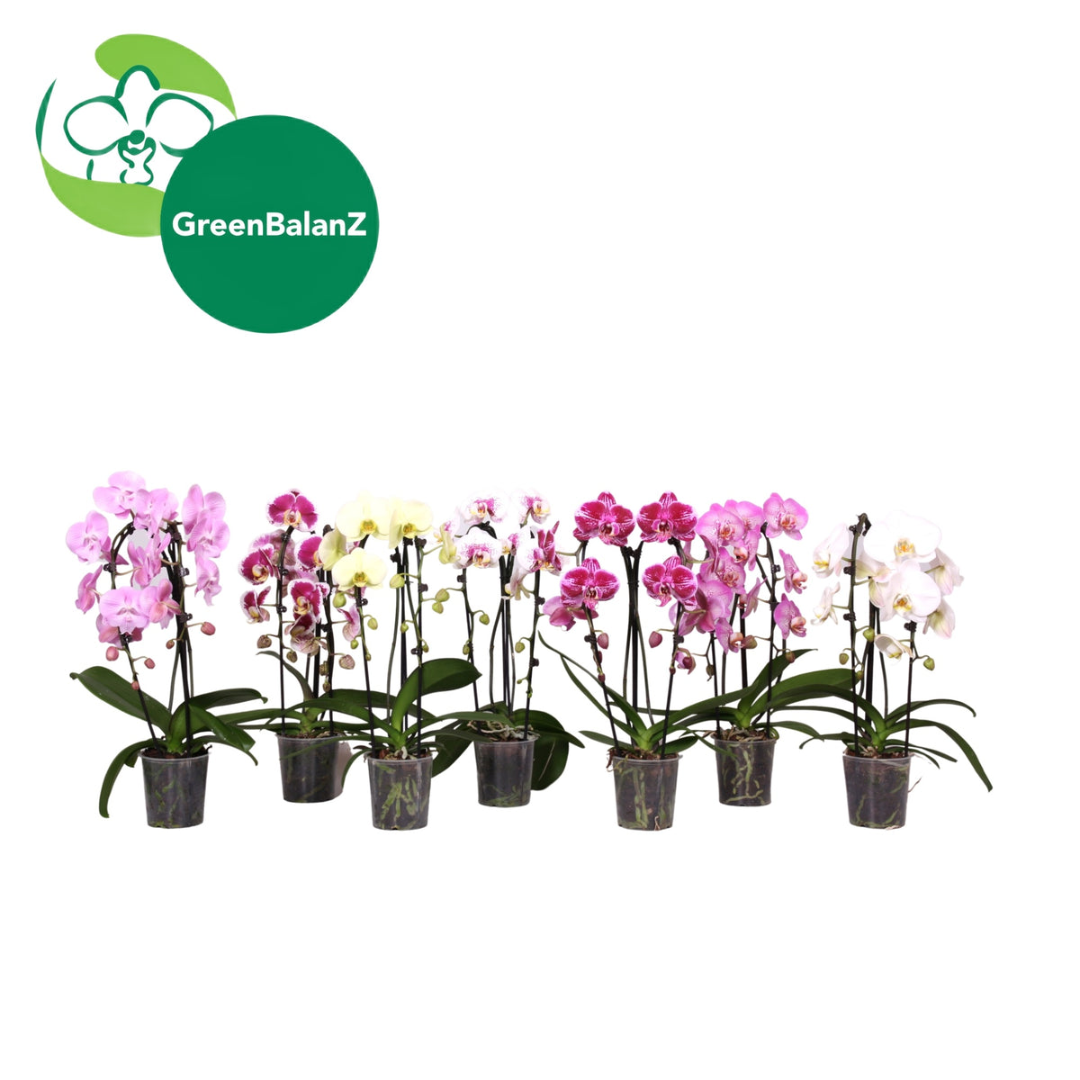 Phalaenopsis Elegant cascade 55cm 12cm Pot