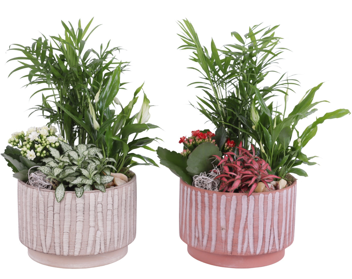 Indoor arrangement 40cm 20cm Pot