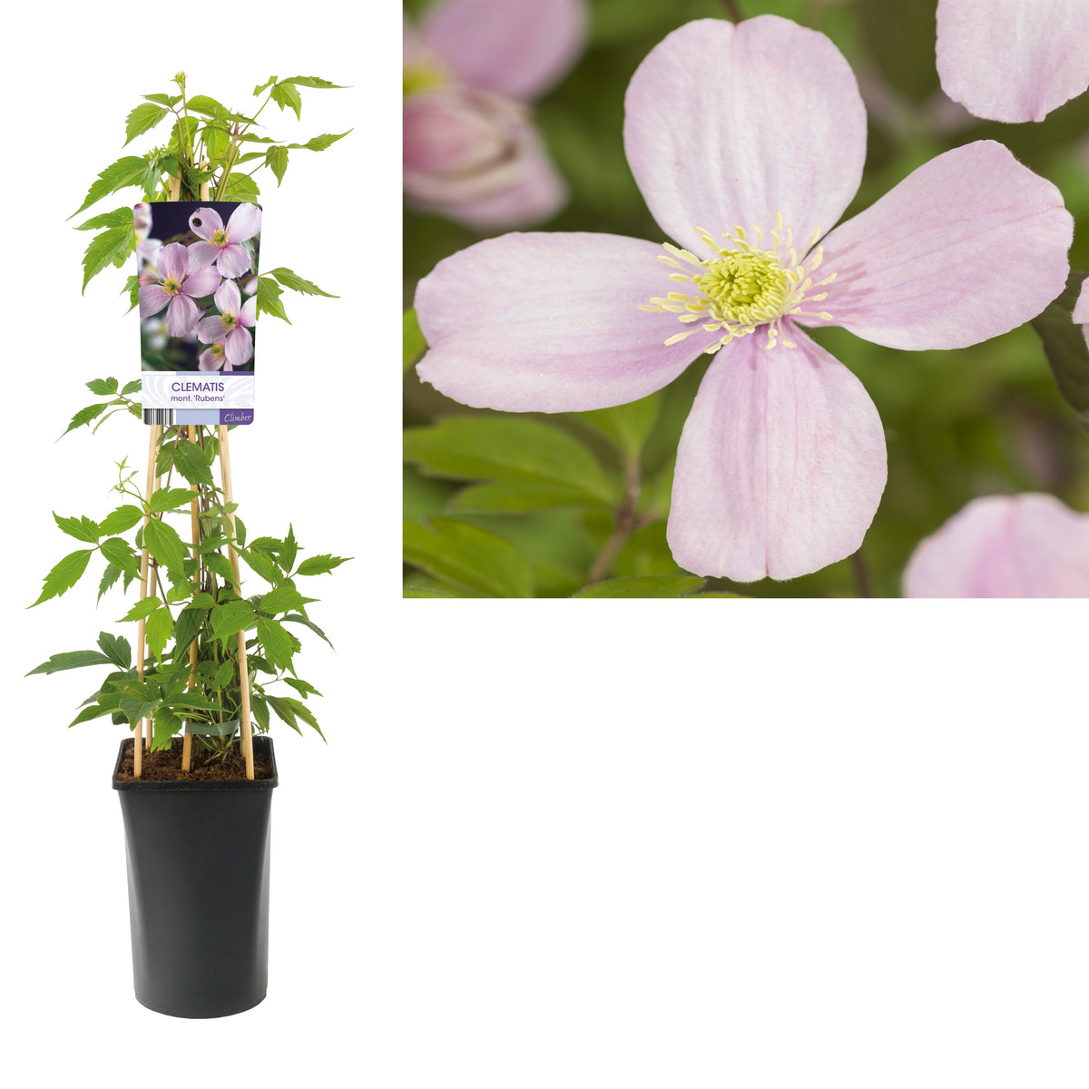 Clematis montana Rubens 75cm 17cm Pot