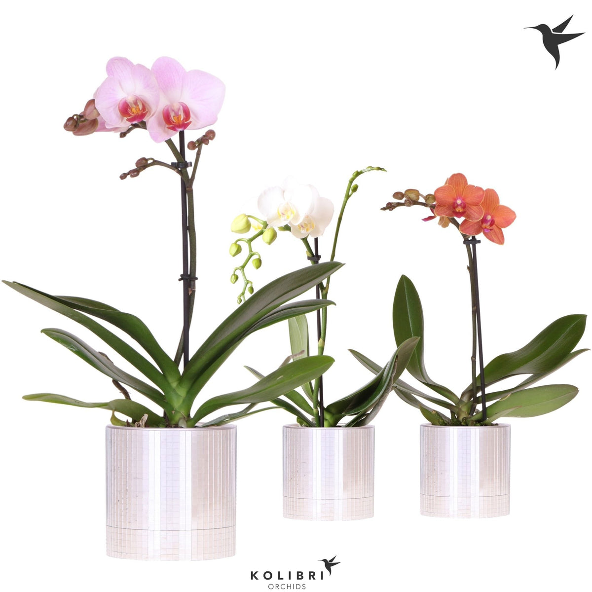 Phalaenopsis mix 40cm 9cm Pot
