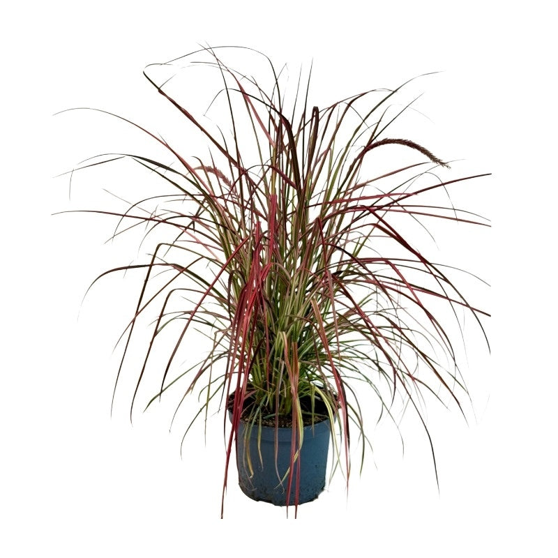Pennisetum Fireworks 70cm 19cm Pot