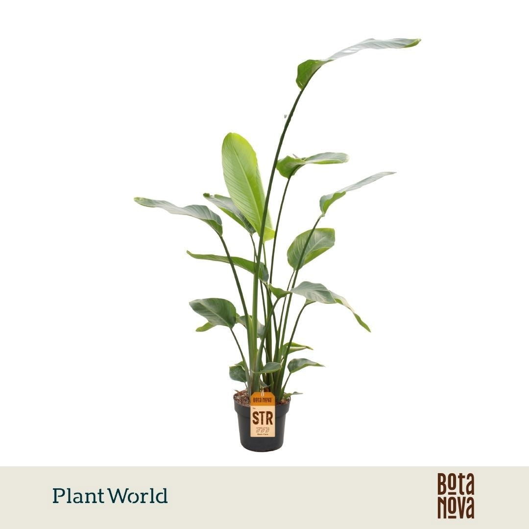 Strelitzia nicolai 160cm 24cm Pot