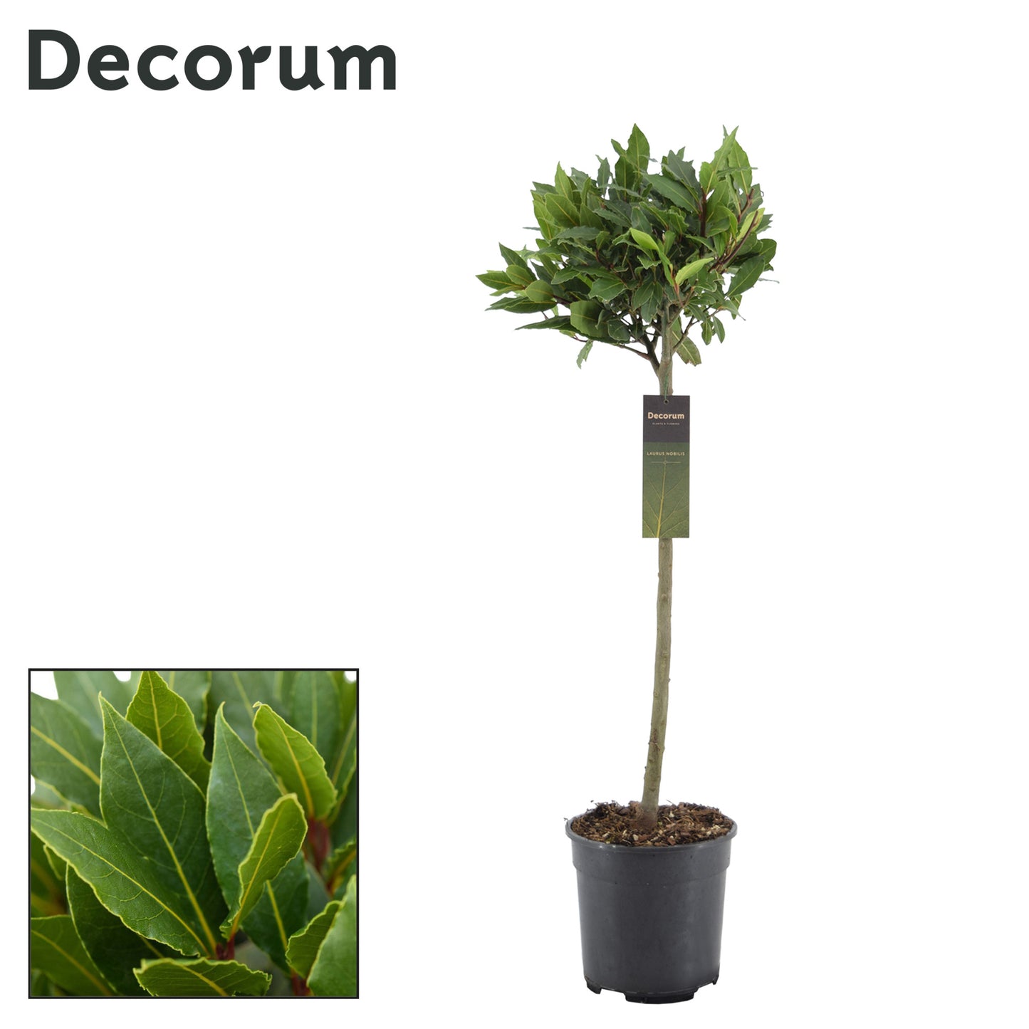 Laurus nobilis 100cm 20cm Pot