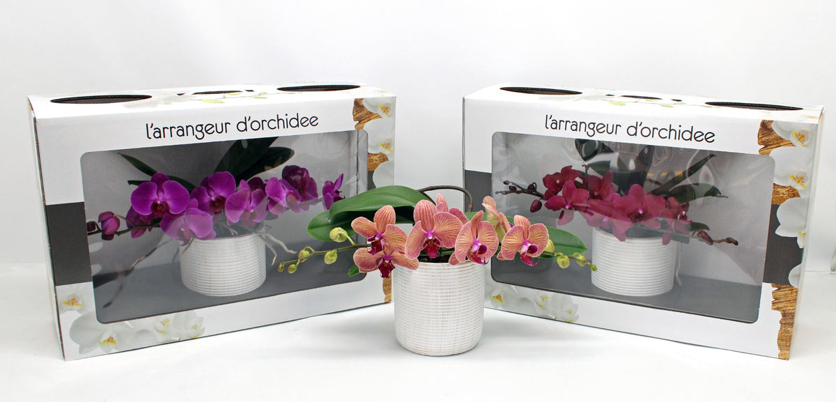 Phalaenopsis mix 35cm 12cm Pot