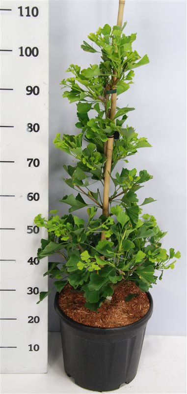 Ginkgo bil. Fast. Blagon 100cm 32cm Pot