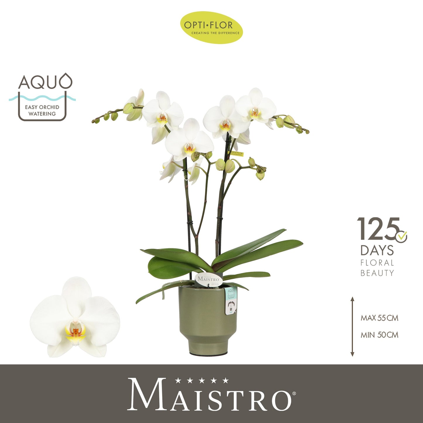 Phal. Maistro Beethoven 50cm 12cm Pot
