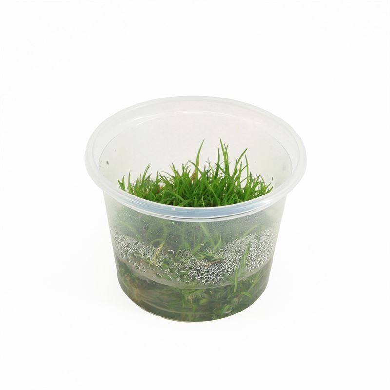 Aquarium plant mix 5cm 2cm Pot