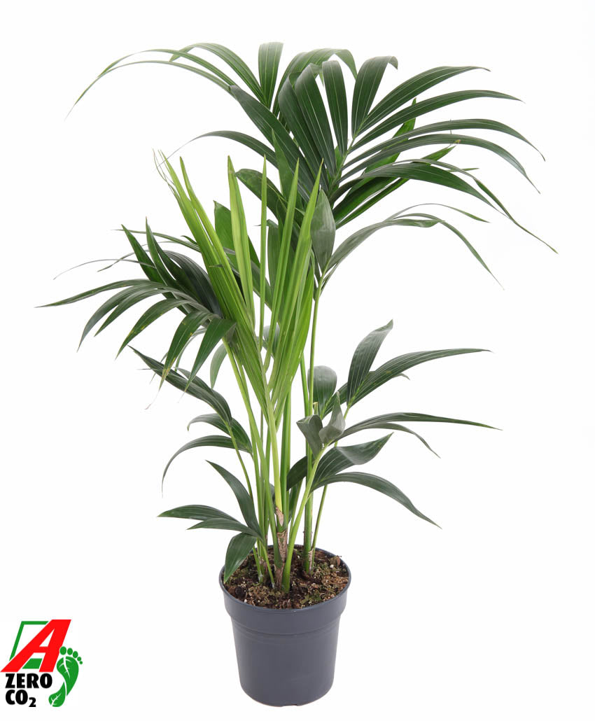 Howea forsteriana 80cm 17cm Pot