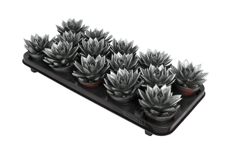 Amigo Plant VOF Miranda coloured metallic grey Pack of 14