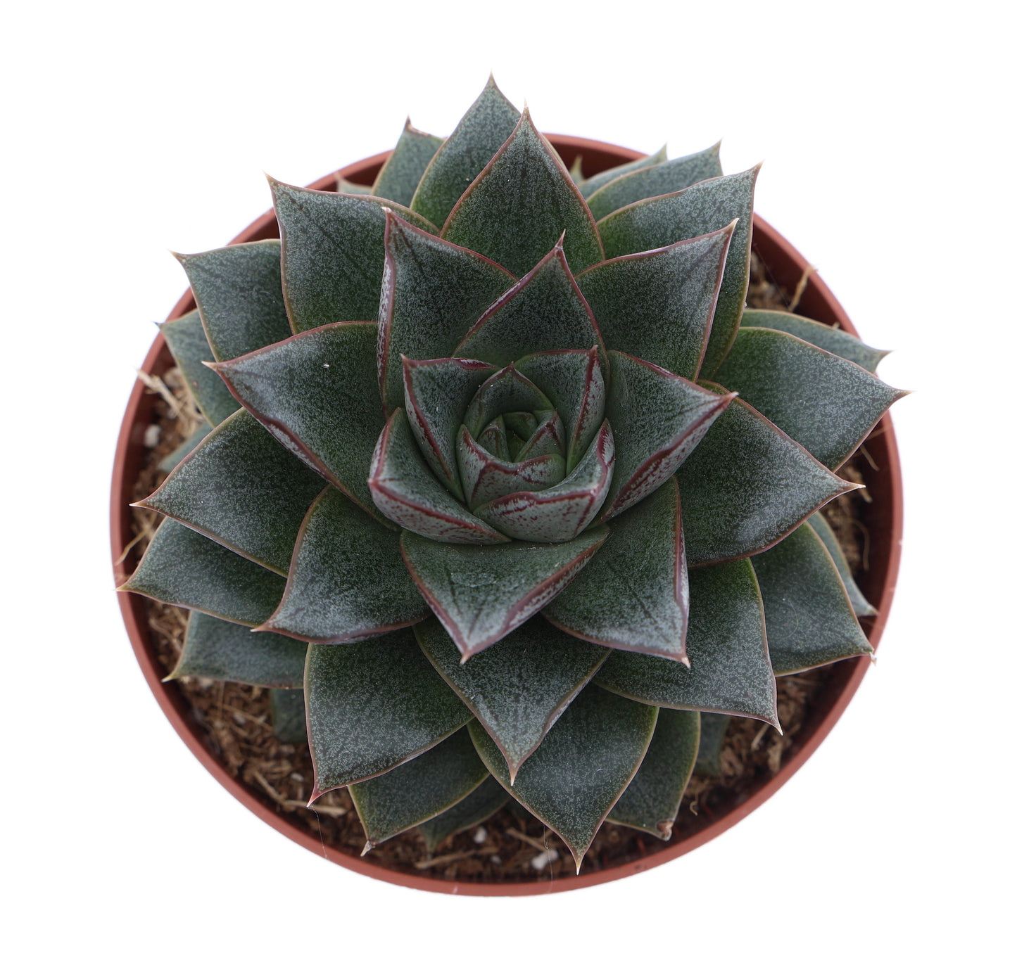 Echeveria Purpusorum 12cm 12cm Pot