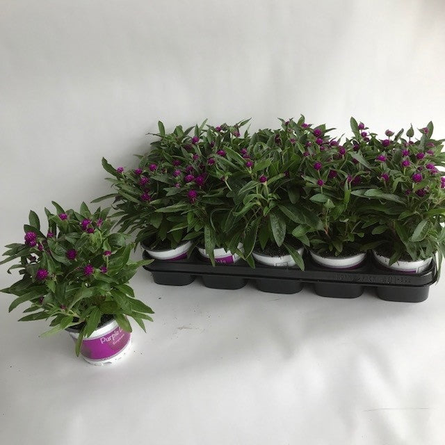 Gomphrena glo. Purple Dots 20cm 12cm Pot