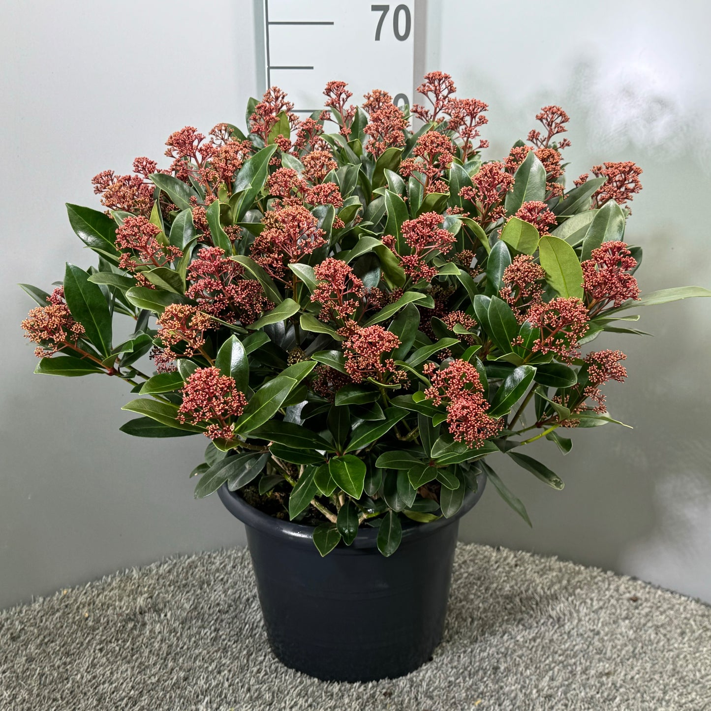 Skimmia japonica Rubella 65cm 31cm Pot