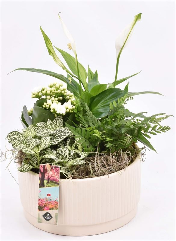 Indoor arrangement 18cm Pot