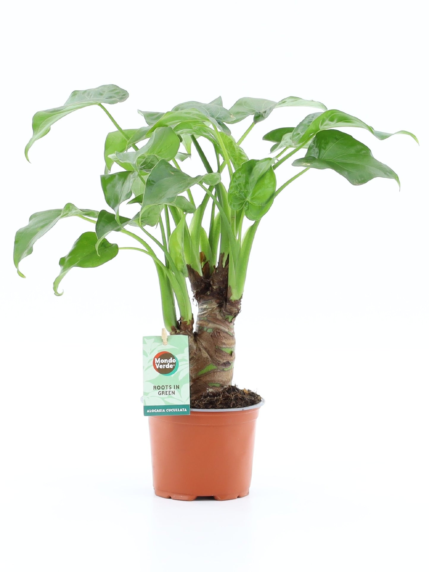 Alocasia cucullata 50cm 12cm Pot