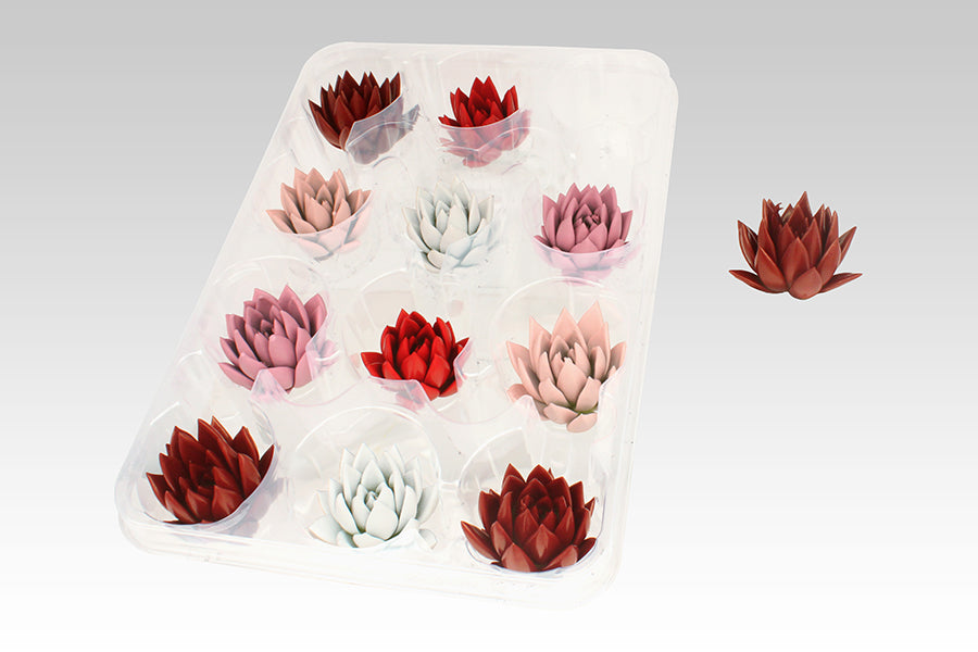 Echeveria Love mix 5cm 999cm Pot