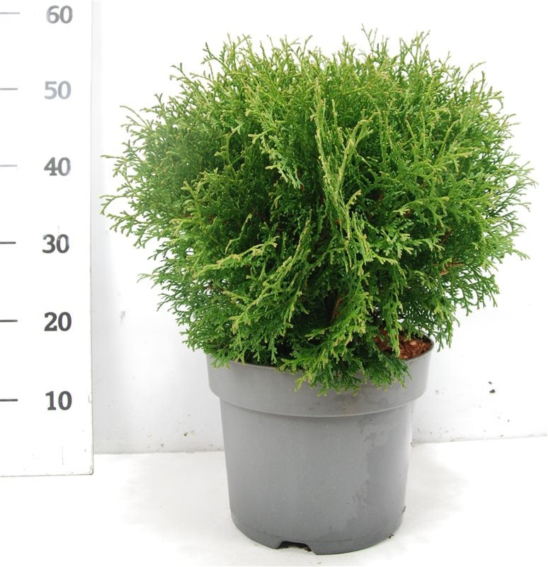 Thuja occidentalis Tiny Tim 60cm 32cm Pot
