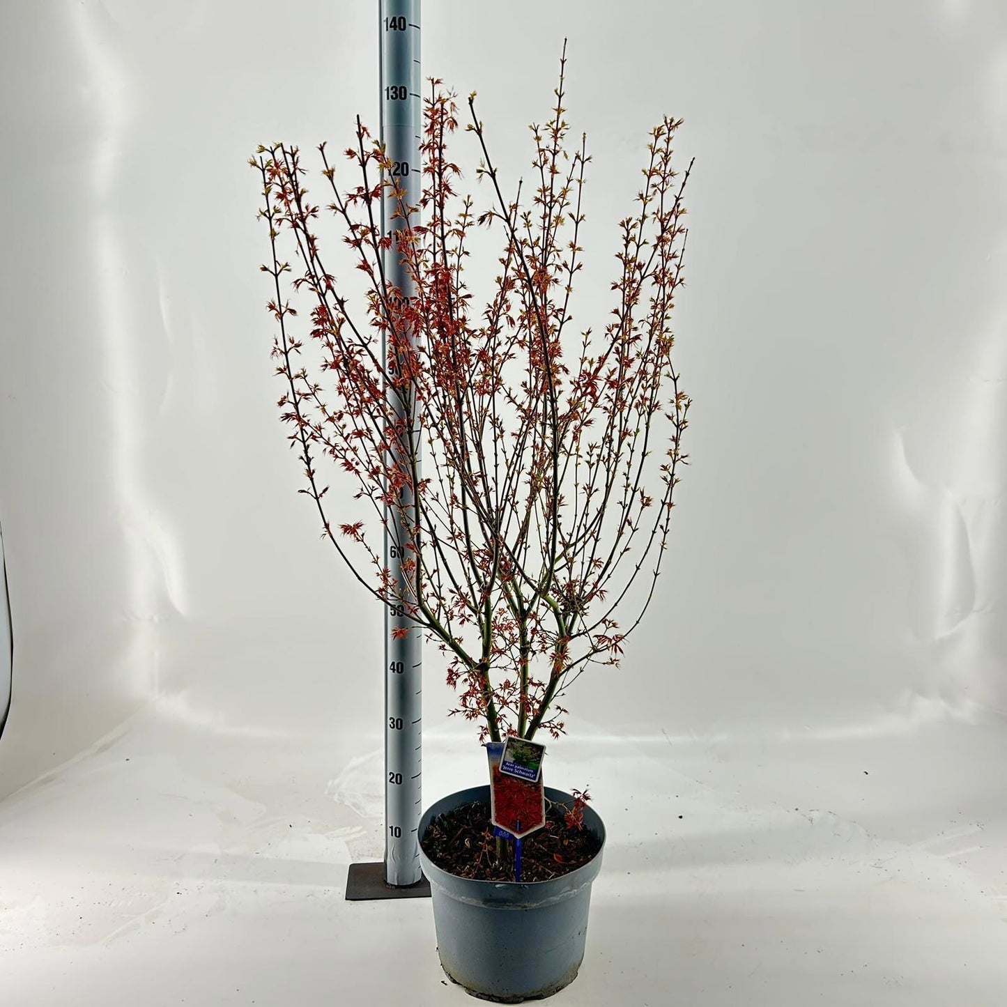 Acer Jerre Schwartz 130cm 29cm Pot