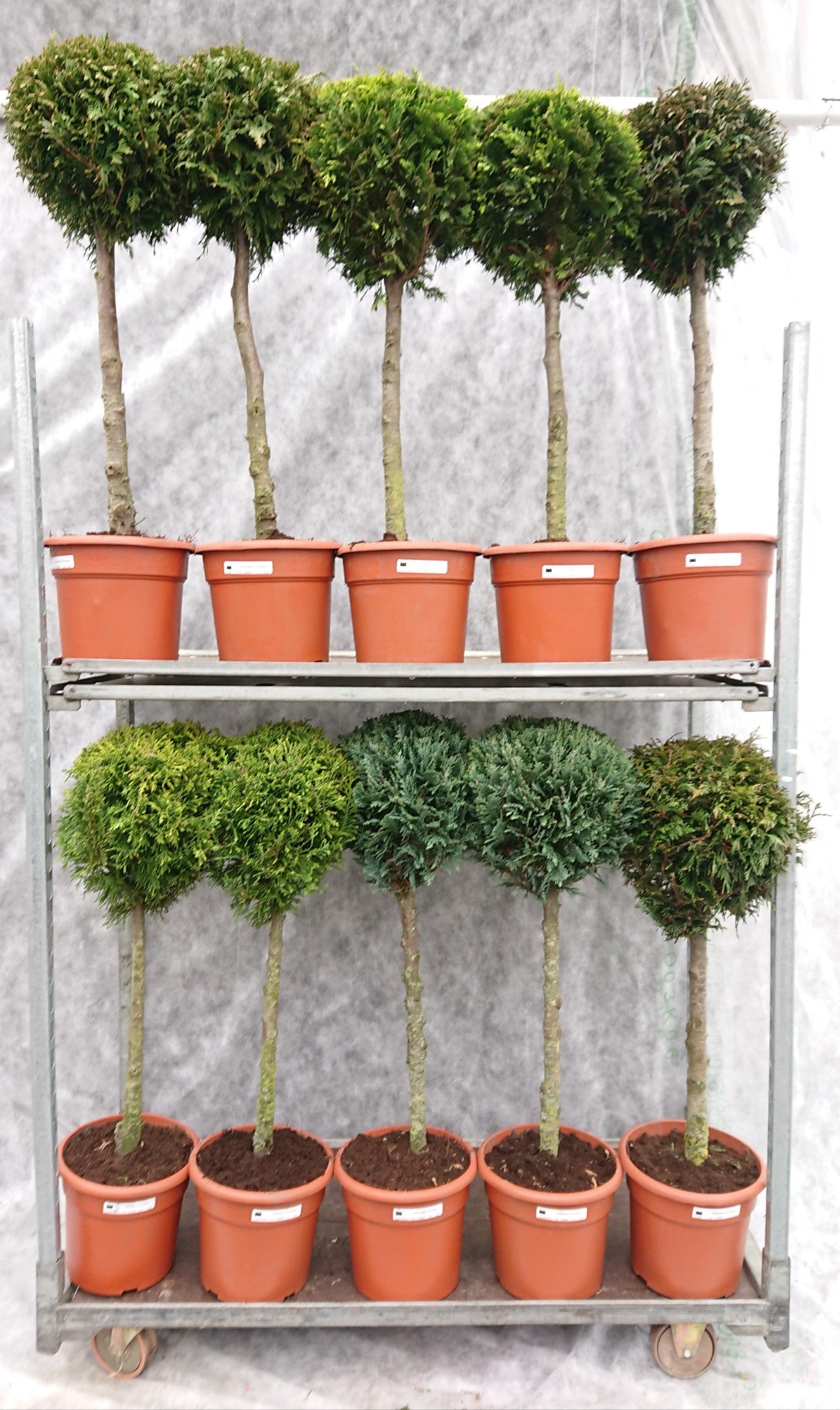 Conifer mix 100cm 26cm Pot