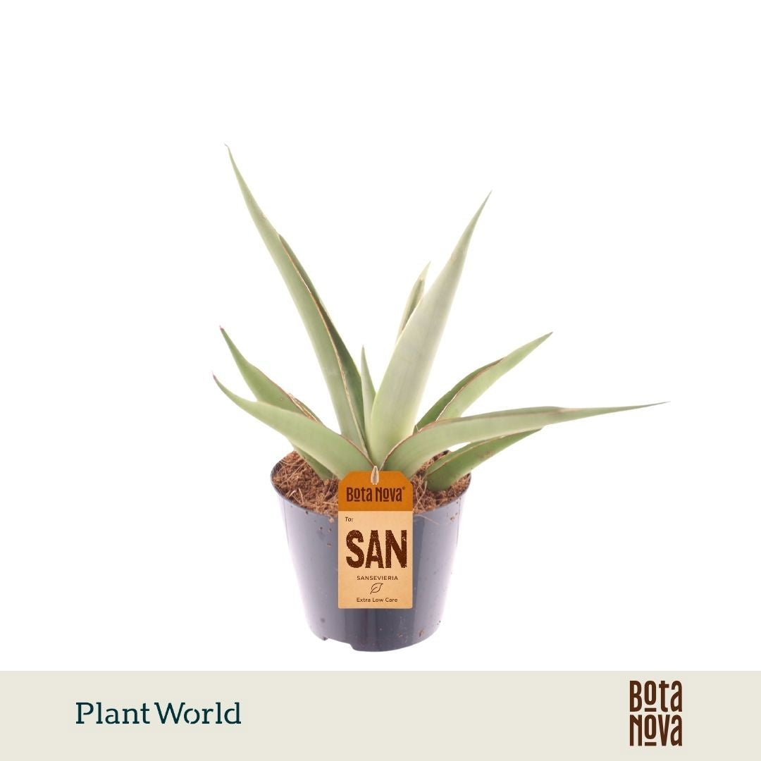 Sansevieria 20cm 8.5cm Pot
