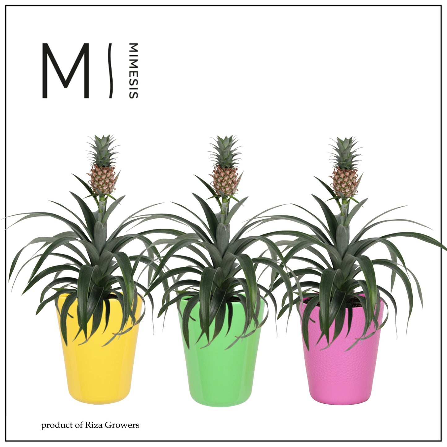 Riza Bromelia Specialist Ananas Mi Amigo in Florence pot Pack of 6