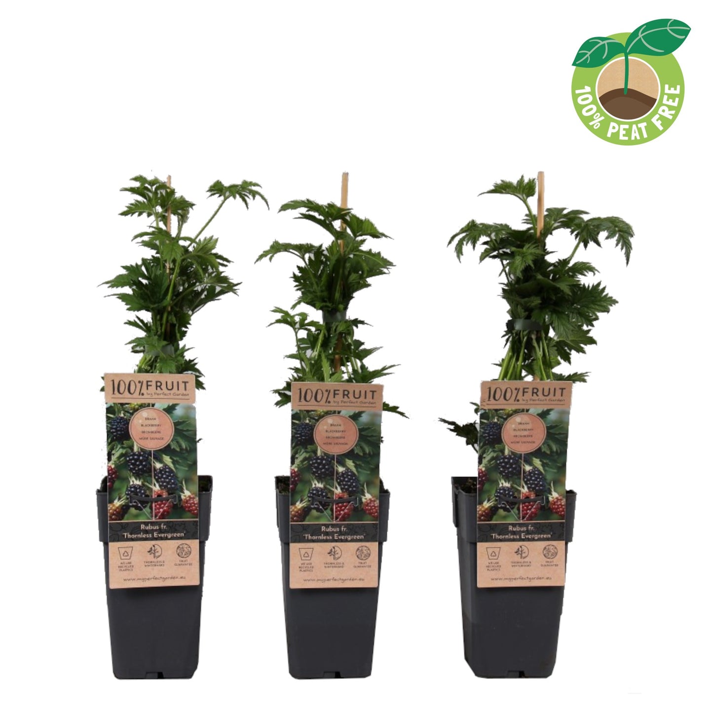 Streng Growers B.V. Rubus ("Blackberry") Thornless Evergreen Pack of 10