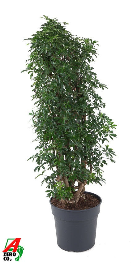 Schefflera Compacta 140cm 31cm Pot
