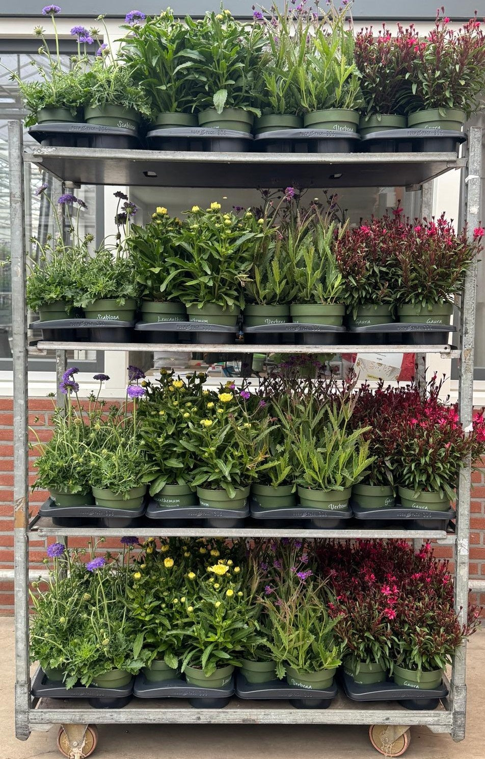 Perennials mix 40cm 17cm Pot