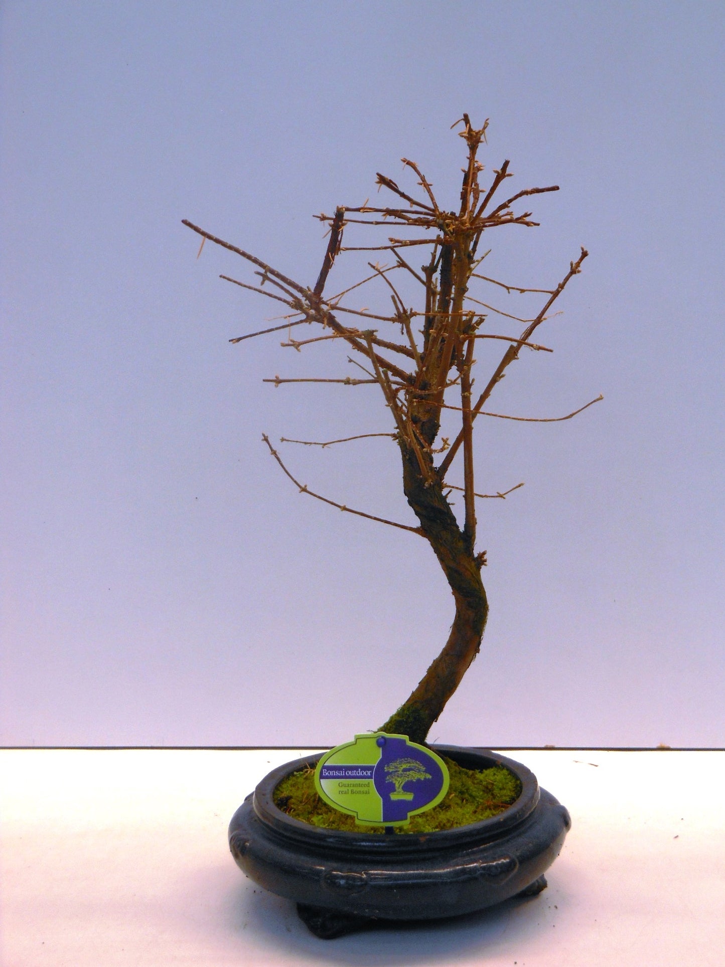 Metasequoia glyptostroboides 45cm 20cm Pot