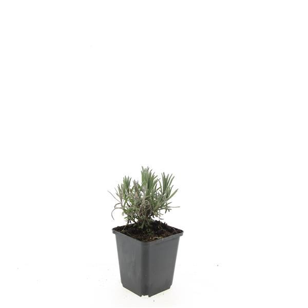 Lavandula Munstead 15cm 9cm Pot