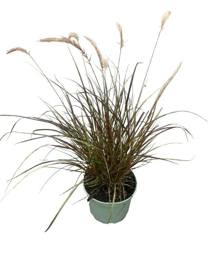 Pennisetum set. Rubrum 50cm 19cm Pot