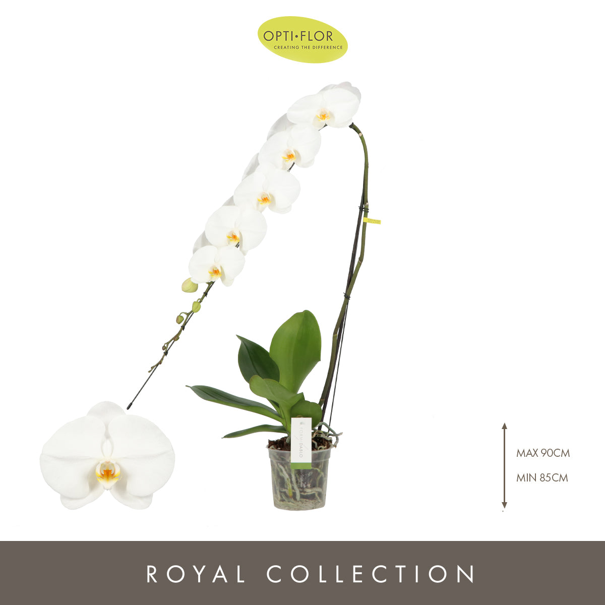 Opti-Flor Phalaenopsis Yosemite Falls Pack of 3