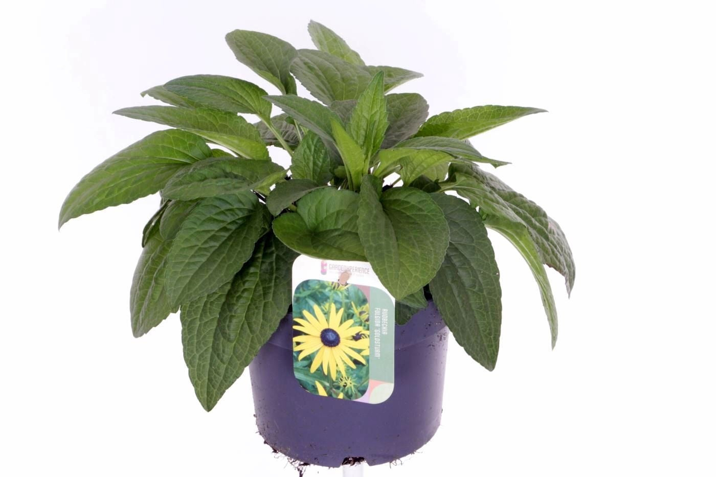 Noordpoel BV, Kw. de Rudbeckia fulgida Goldsturm Pack of 6