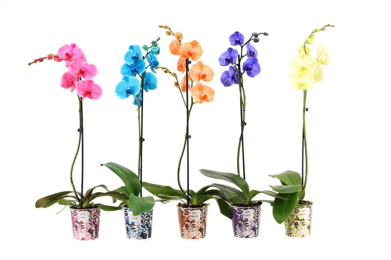 Phalaenopsis Hybrid 55cm 12cm Pot