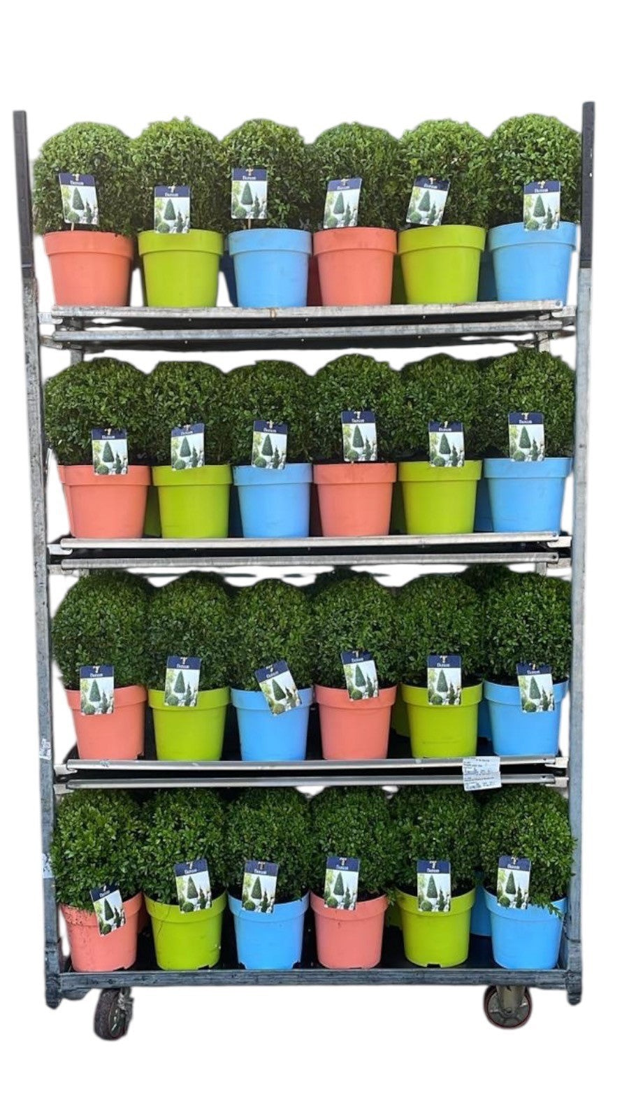 Buxus sempervirens ball 998cm 22cm Pot