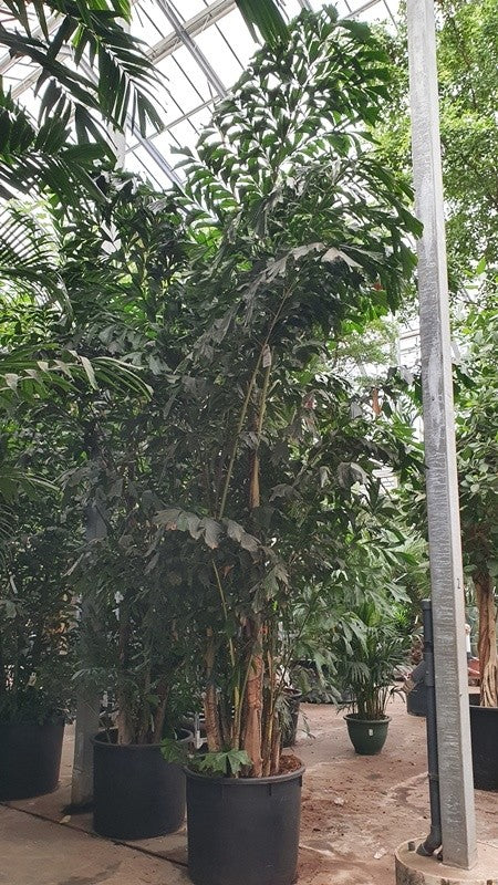 Caryota mitis 525cm 85cm Pot