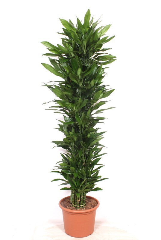 Dracaena frag. Janet Lind 220cm 40cm Pot