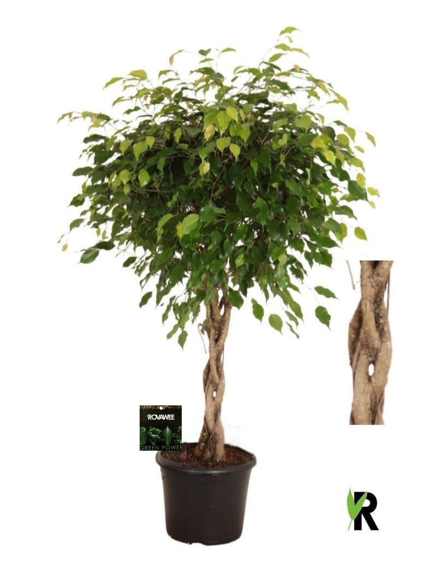 Ficus benj. Exotica 130cm 30cm Pot