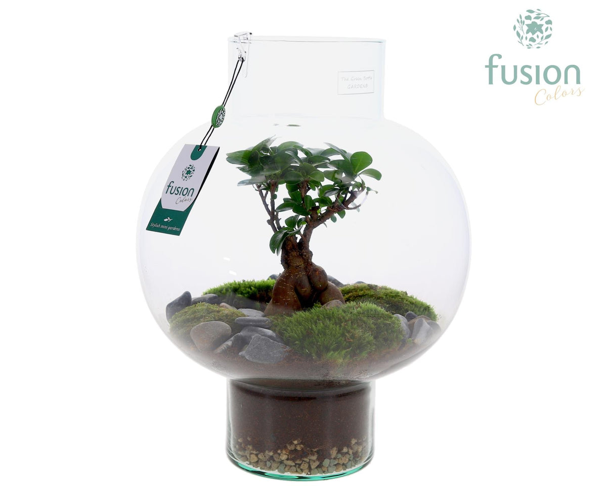 Ficus Ginseng in glass 43cm 31cm Pot