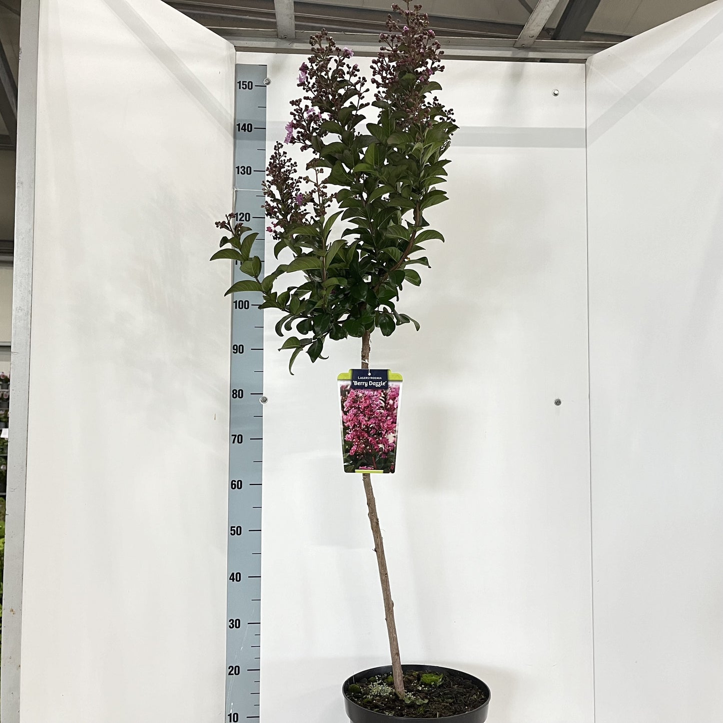 Lagerstroemia indica 160cm 29cm Pot