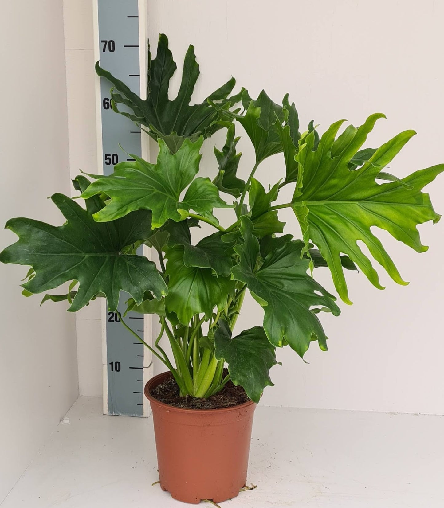 Loo VOF, kwekerij 't Philodendron scandens Pack of 1