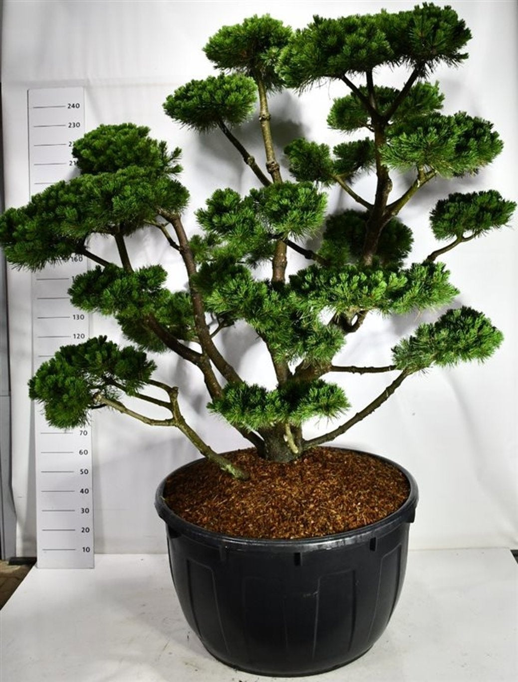 Pinus mugo Gnom 280cm 110cm Pot