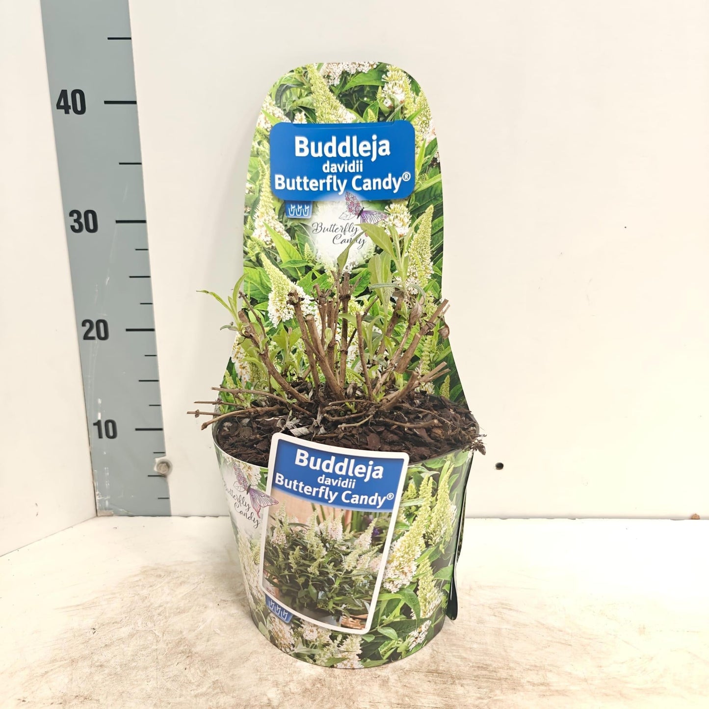 Buddleja Butterfly Candy Little Pink 45cm 19cm Pot