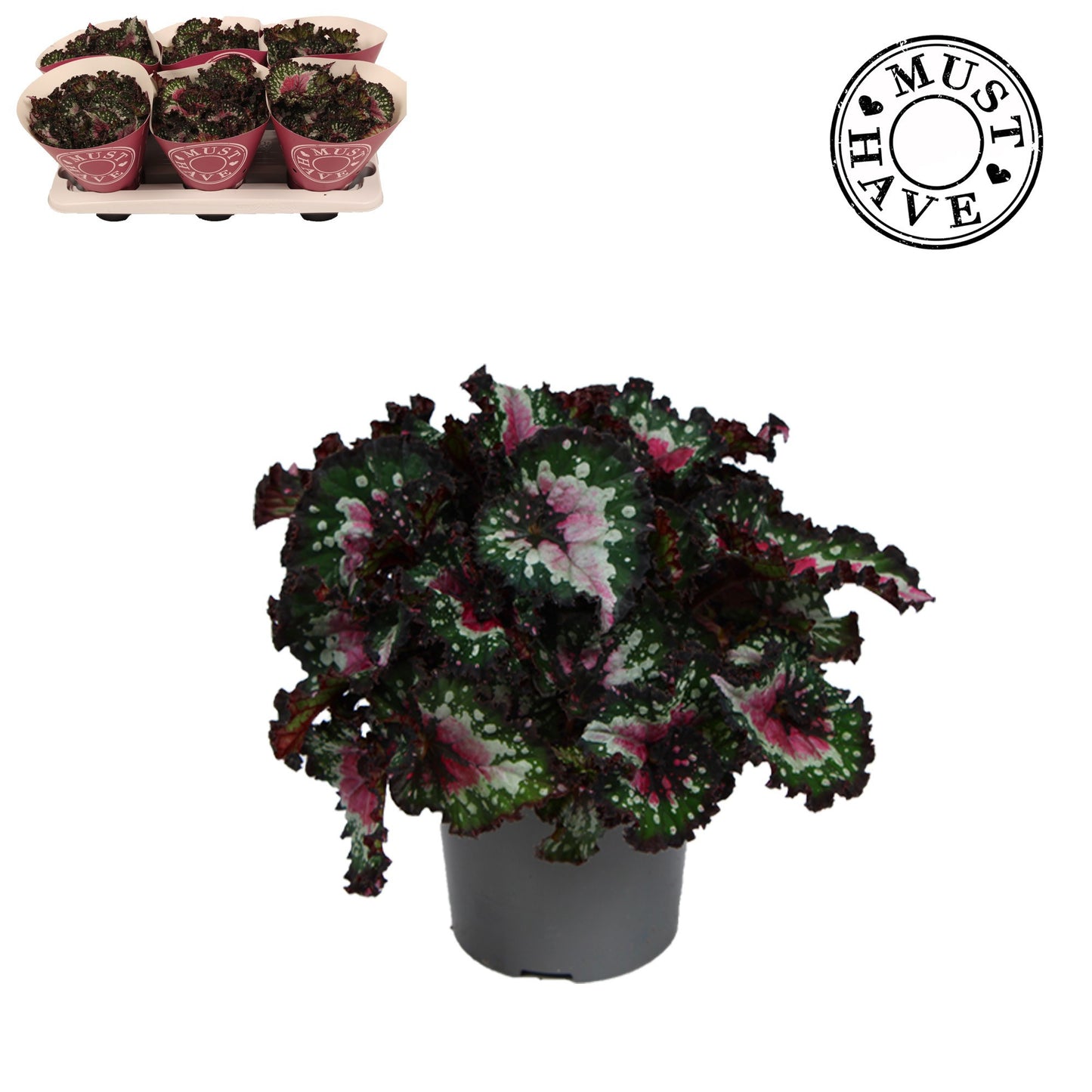 Begonia Rex Purple Blush 25cm 13cm Pot