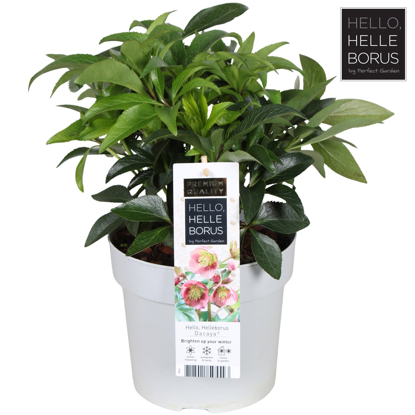 Helleborus orientallis Dacaya 50cm 19cm Pot
