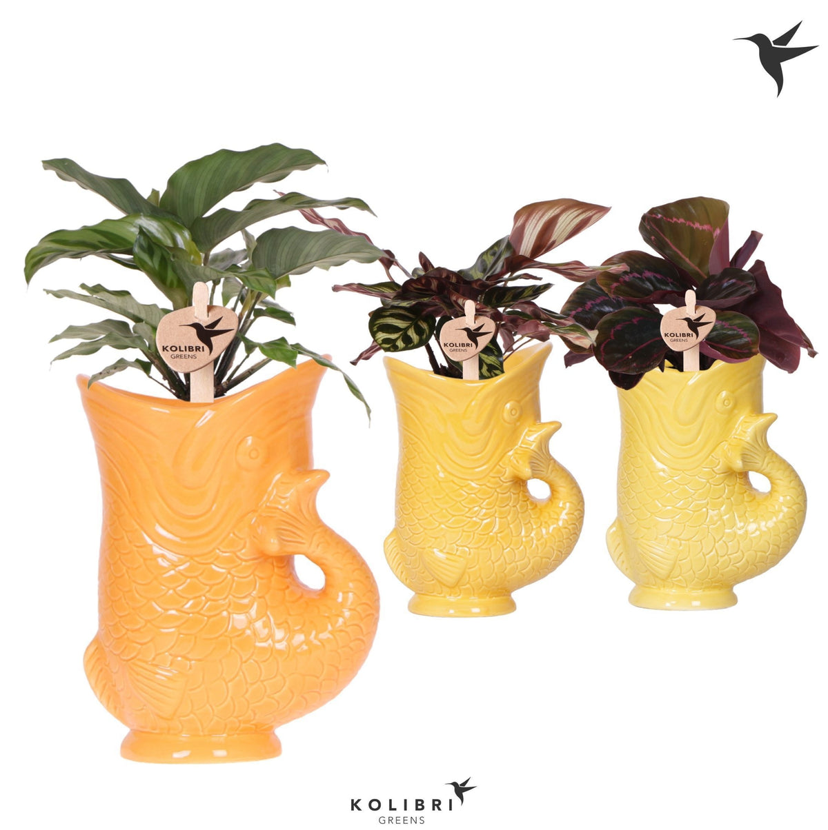 Calathea mix 31cm 9cm Pot