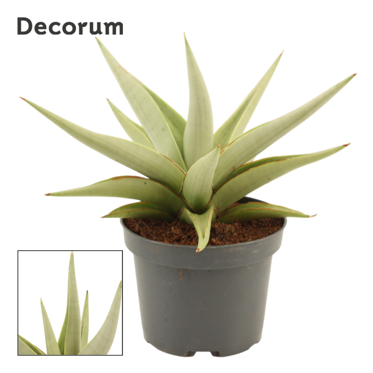 Sansevieria 25cm 12cm Pot