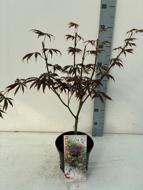 Acer Trompenburg 60cm 19cm Pot