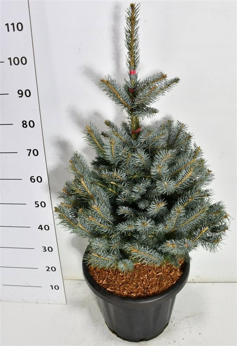 Picea 110cm 38cm Pot