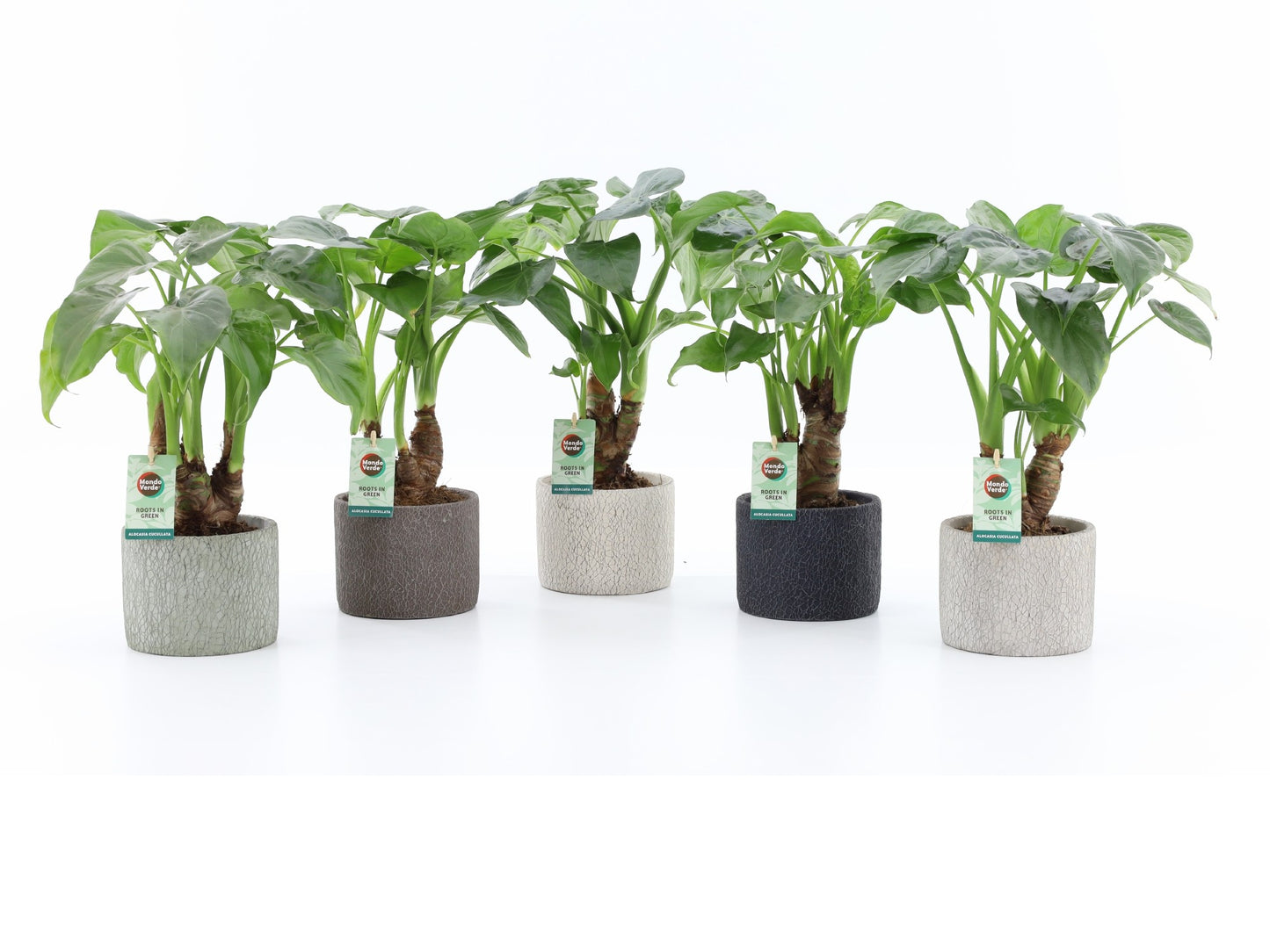 Mondo Verde (Bakker) Alocasia cucullata Pack of 5